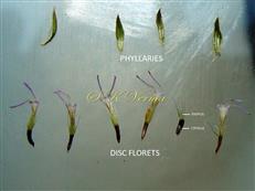  Phyllaries and Disc florets
